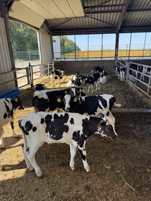 Молочні телята Голштин бички