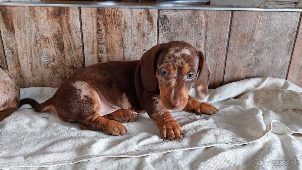 Teckel chocolate merle
