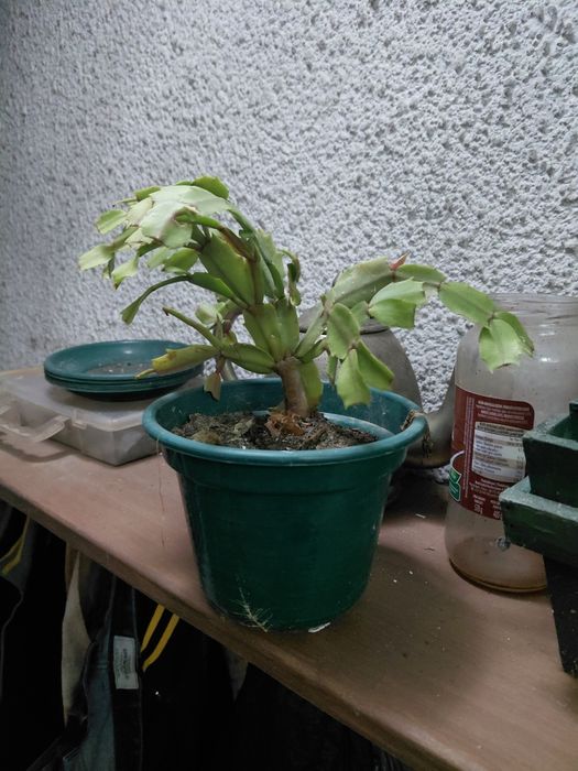 Vaso com suculenta 5€