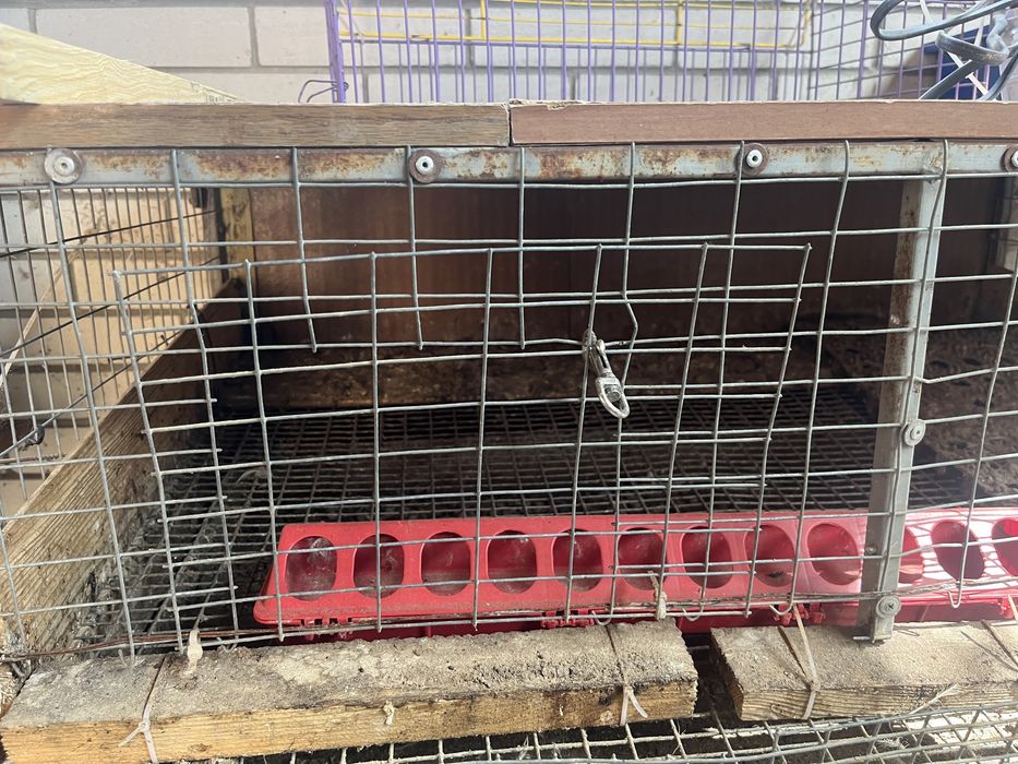 Клетка для перепелов