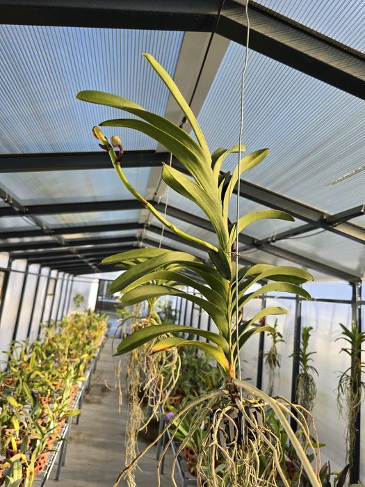 Orquídeas (cattleyas e vandas)
