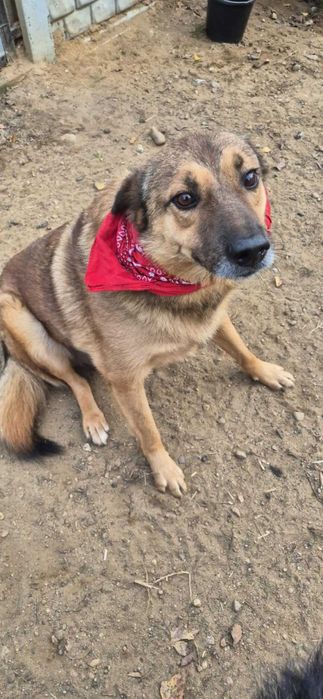 Słodziak ok. 5-letni