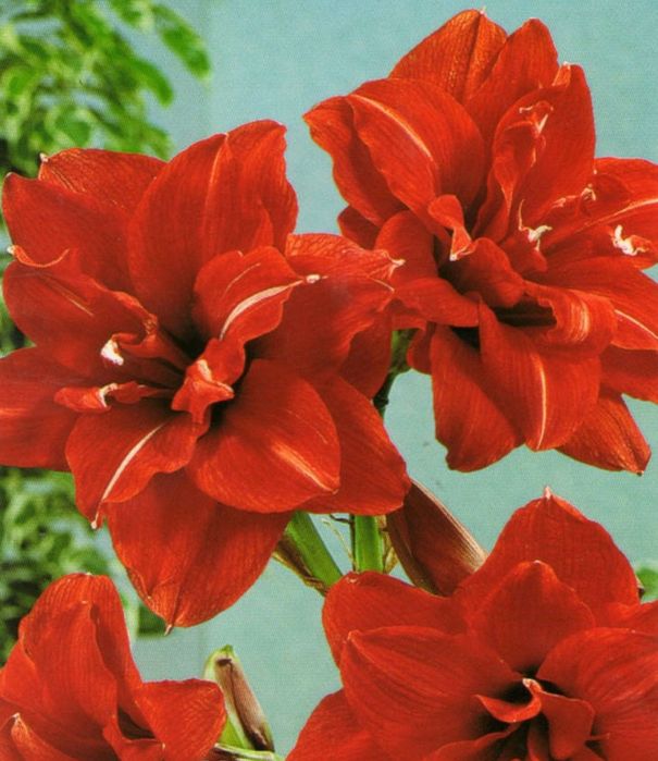 Гиппеаструм Red Peacock Амариллис Ред Пікок