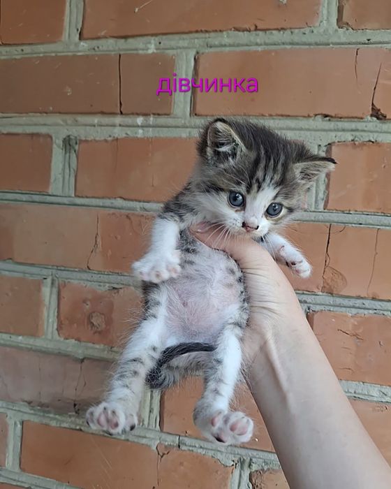 Даруємо  котиків