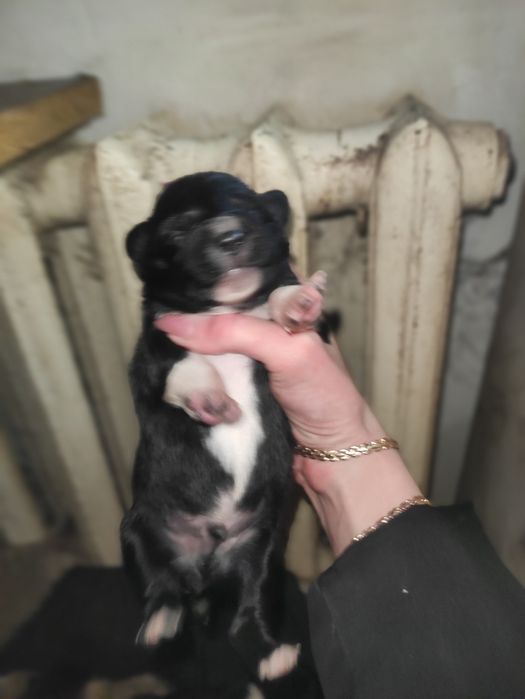 Щенки маленькой собачки