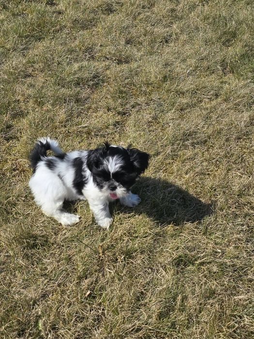 Cudny chłopczyk Shih Tzu