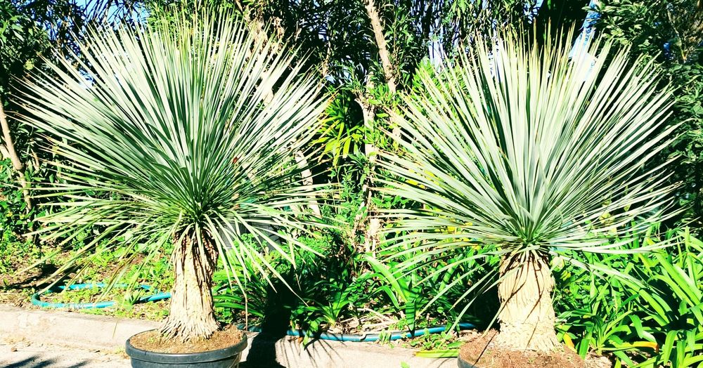 Impressionantes Yucca rostrata azuis ou iucas de bico