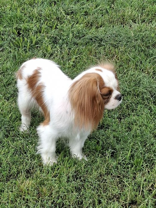 Cavalier półtora roczna suczka