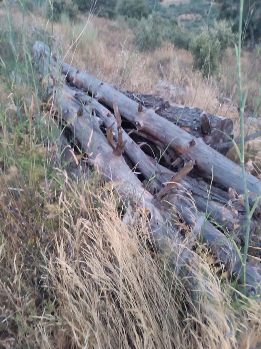 Madeira de pinho – cerca de 20 toneladas ou mais – Bom estado