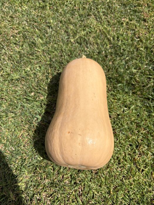 Abóboras butternut