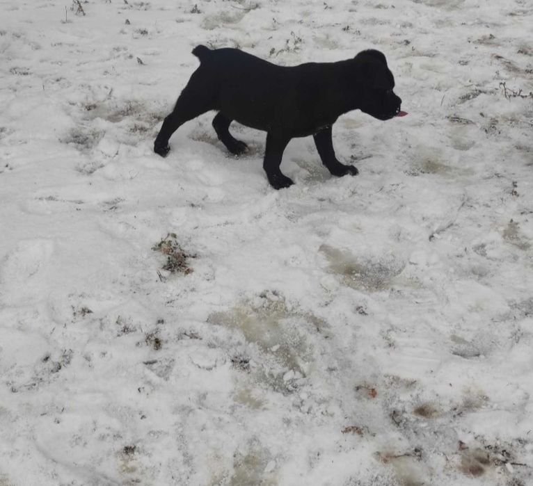 До вашої уваги, цуценята щенки Кане корсо,