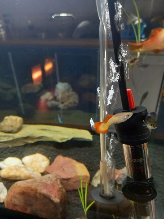 Peixes Guppys de diferentes variedades