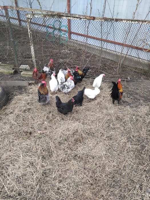 Продам курочок Бентамок.