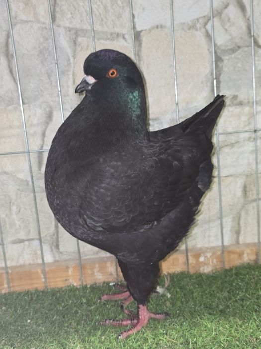 Sprzedam kingi rozplodowe