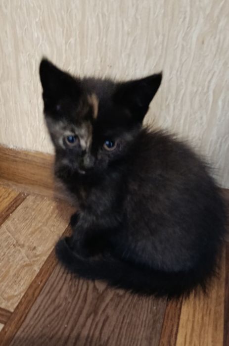 Котята в добрые руки,отдам даром