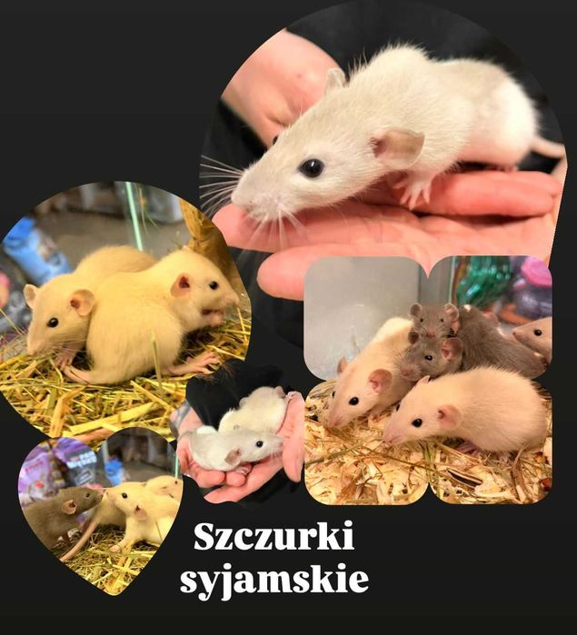 Szczur Syjamski - TINA ZOO Gliwice Witkiewicza