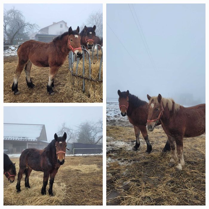Konie zimnokrwiste, źrebaki, klaczki, ogierki, odsadki