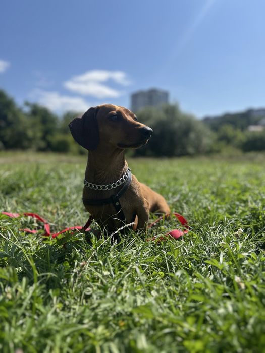 Красень такса для вʼязки