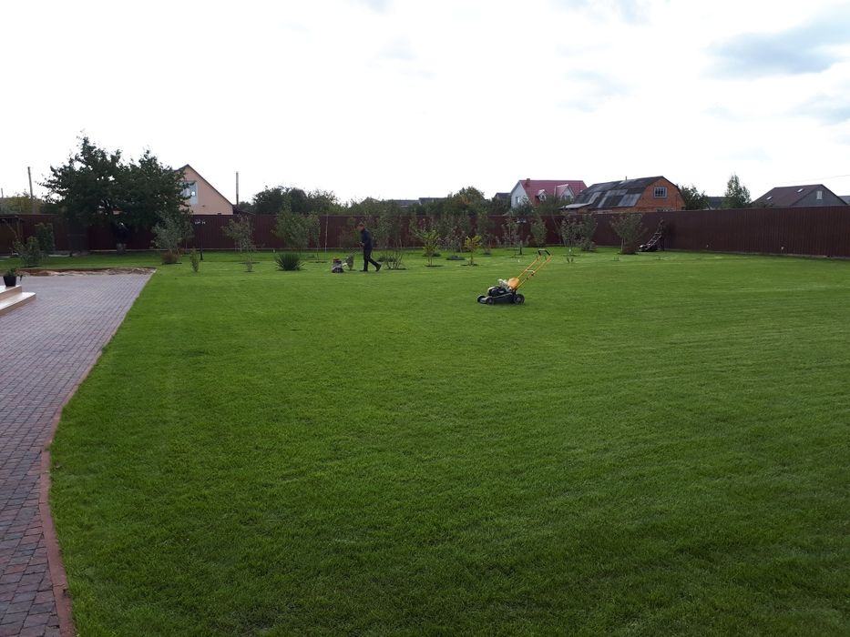 Посівний та рулоний газон