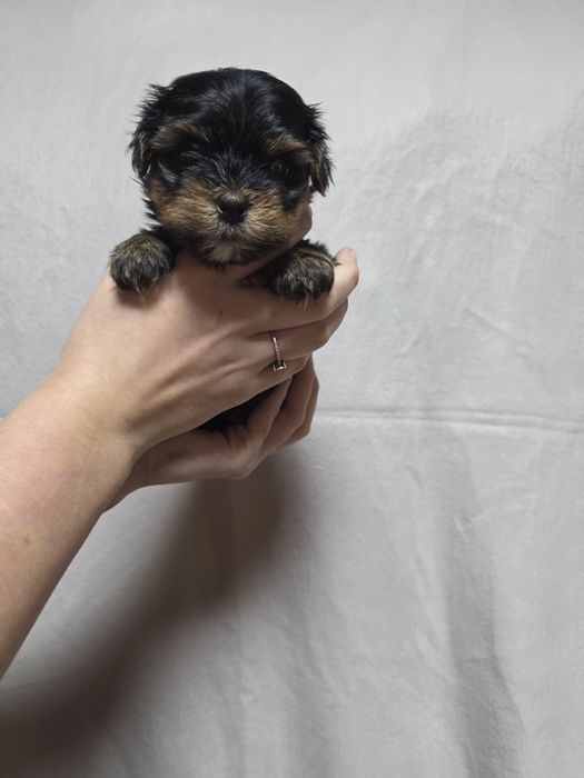 Йоркширский терьер мальчик