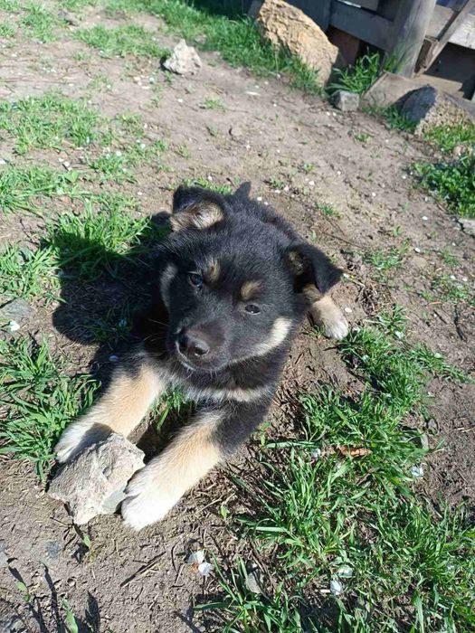 Прекрасный щенок ищет себе домик!