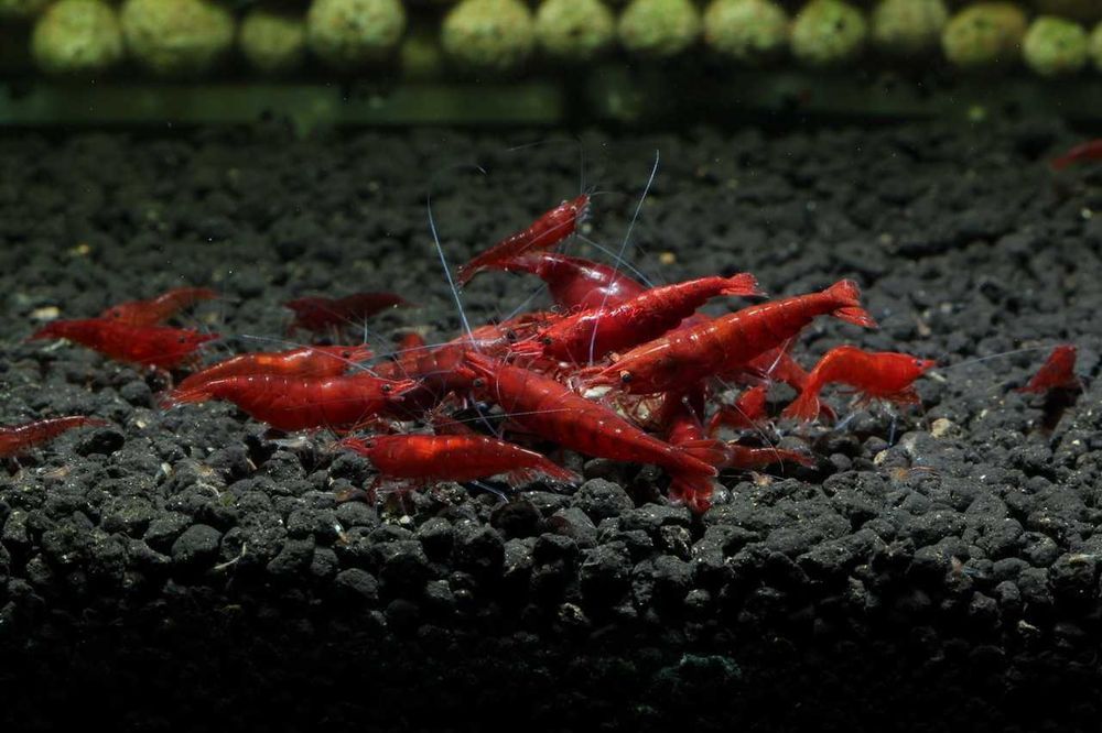 Krewetka BLOODY MARY - Neocaridina - Caridina - dowóz, wysyłka