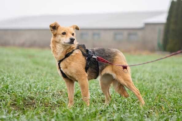 Niewielka Lida szuka spokojnego domku