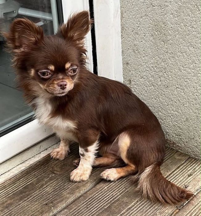 Chihuahua pelo longo