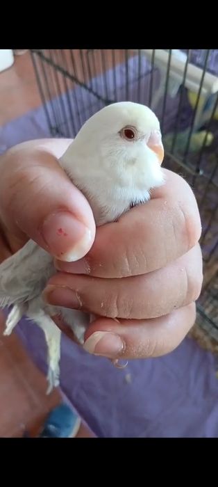 Piriquitos australianos