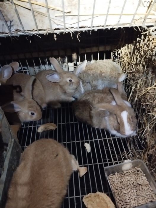 Vendo coelhos para fazer criação ou para consumo
