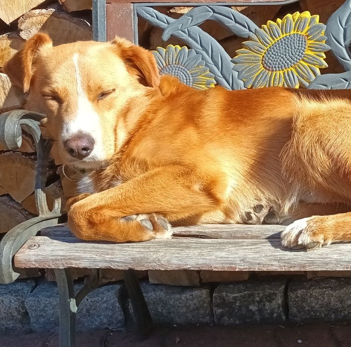 Rico - śliczny piesek