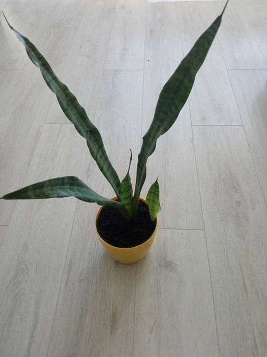 Сансевієрія вазон щучий хвіст