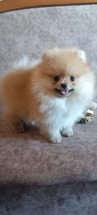 Дівчинка померанського шпіца КСУ.