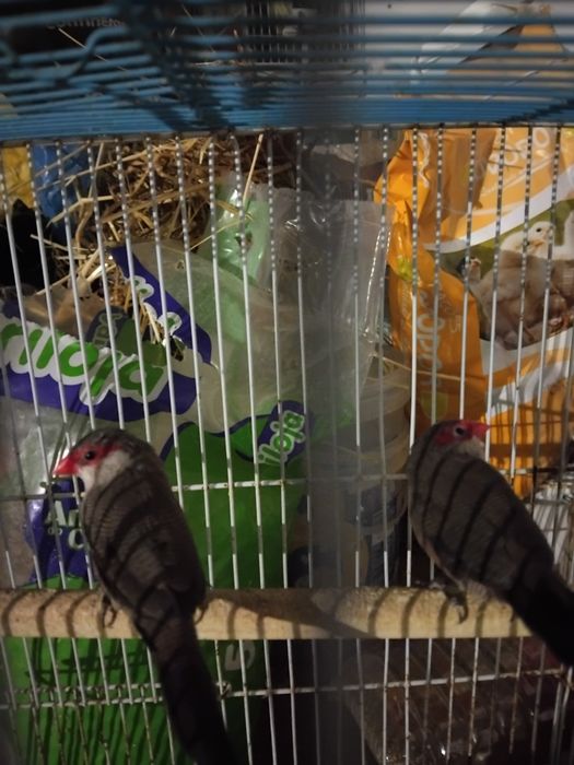 Dois bicos de lacre machos