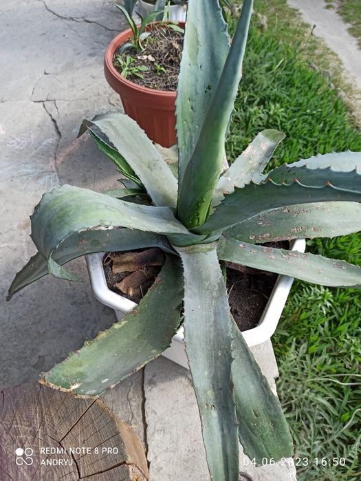 Агава Американська