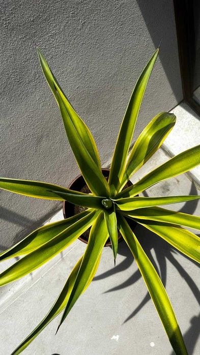 Vaso decorativo Ø30x35 + planta incluída (oferta)