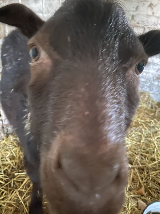 Продається сімінний козел