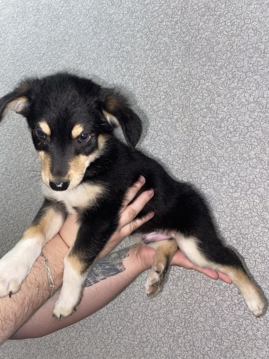 Цуценята безкоштовно, шукають дім, в добрі руки