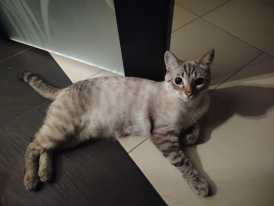 Тайский котик ищет семью!