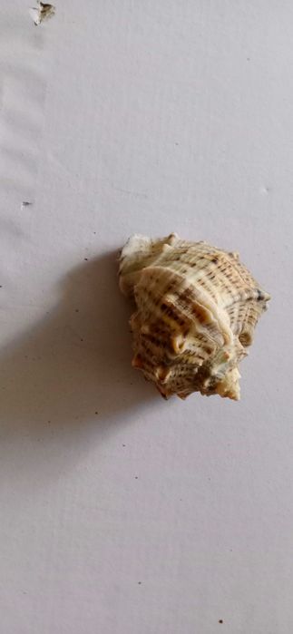 Ракушки.  Рапана.