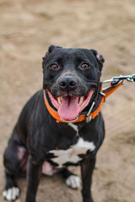 suczka pitbull do adopcji pit bull amstaff