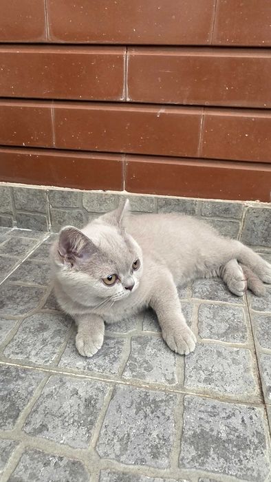 British Shorthair lilás