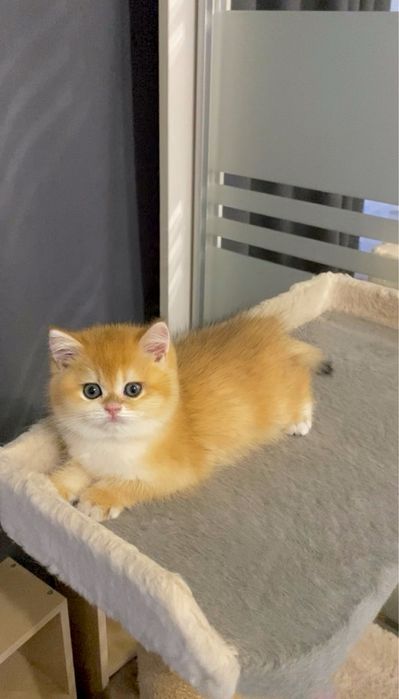 Котик золотая шиншилла