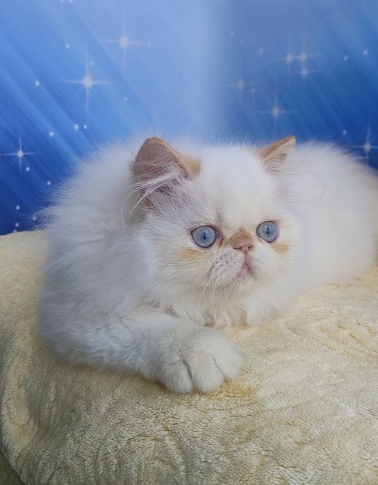 Eddie . Хлопчик перс.