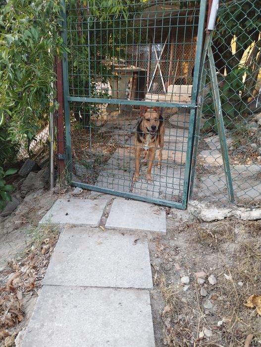 Cão de guarda para adoção. Habituado de viver lá fora