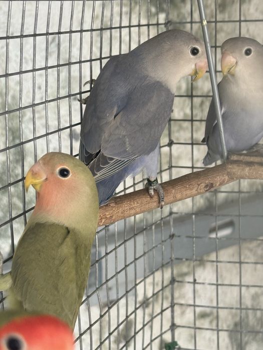 5 Agapornis linhagem long