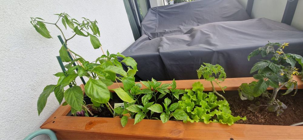 Donica balkonowa, ogrodowa