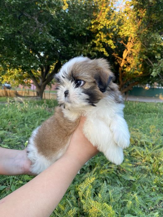Неймовірно шикарний хлопчик
