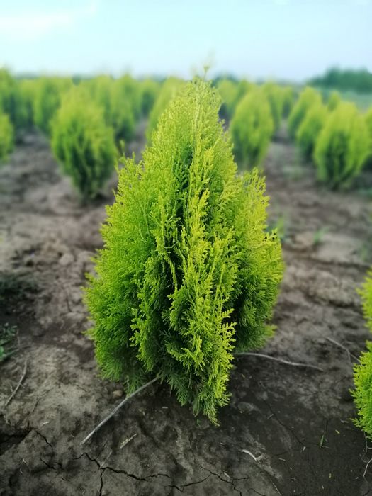 Туя колоновидна, туя смарагд, туя для живоплоту, можжевельники.