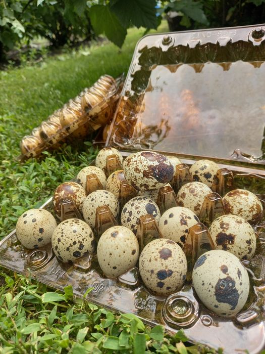 Столові та інкубаційні яйця перепілок